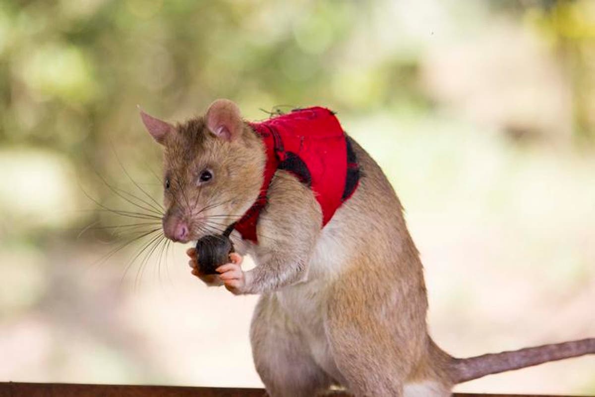 Researchers have a new tool to fight illegal wildlife trading – giant rats!