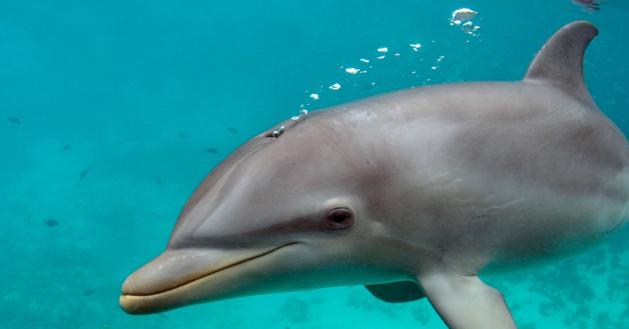 Dolphins Are Exhaling Microplastics | WIRED