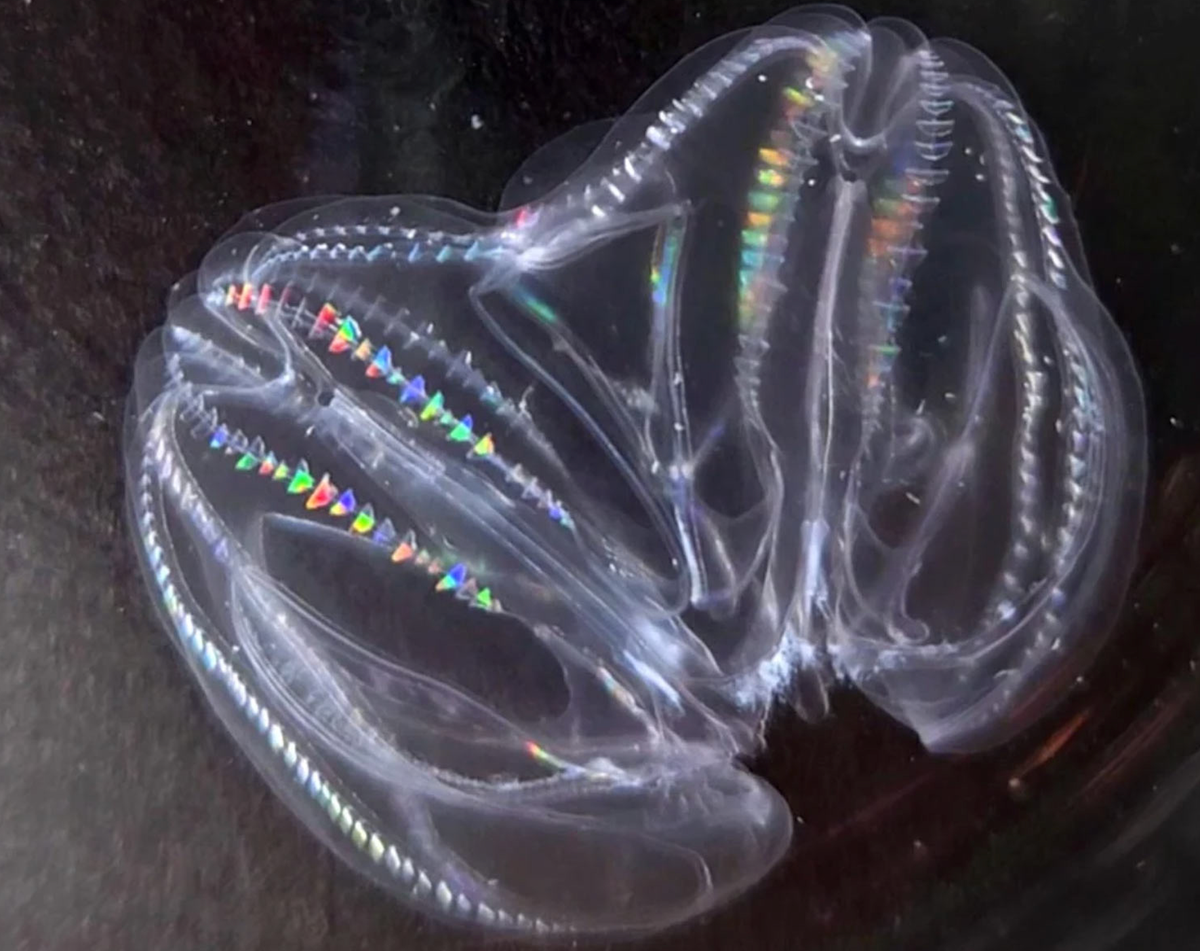 Scientists stunned to witness two injured jellyfish fuse into one creature