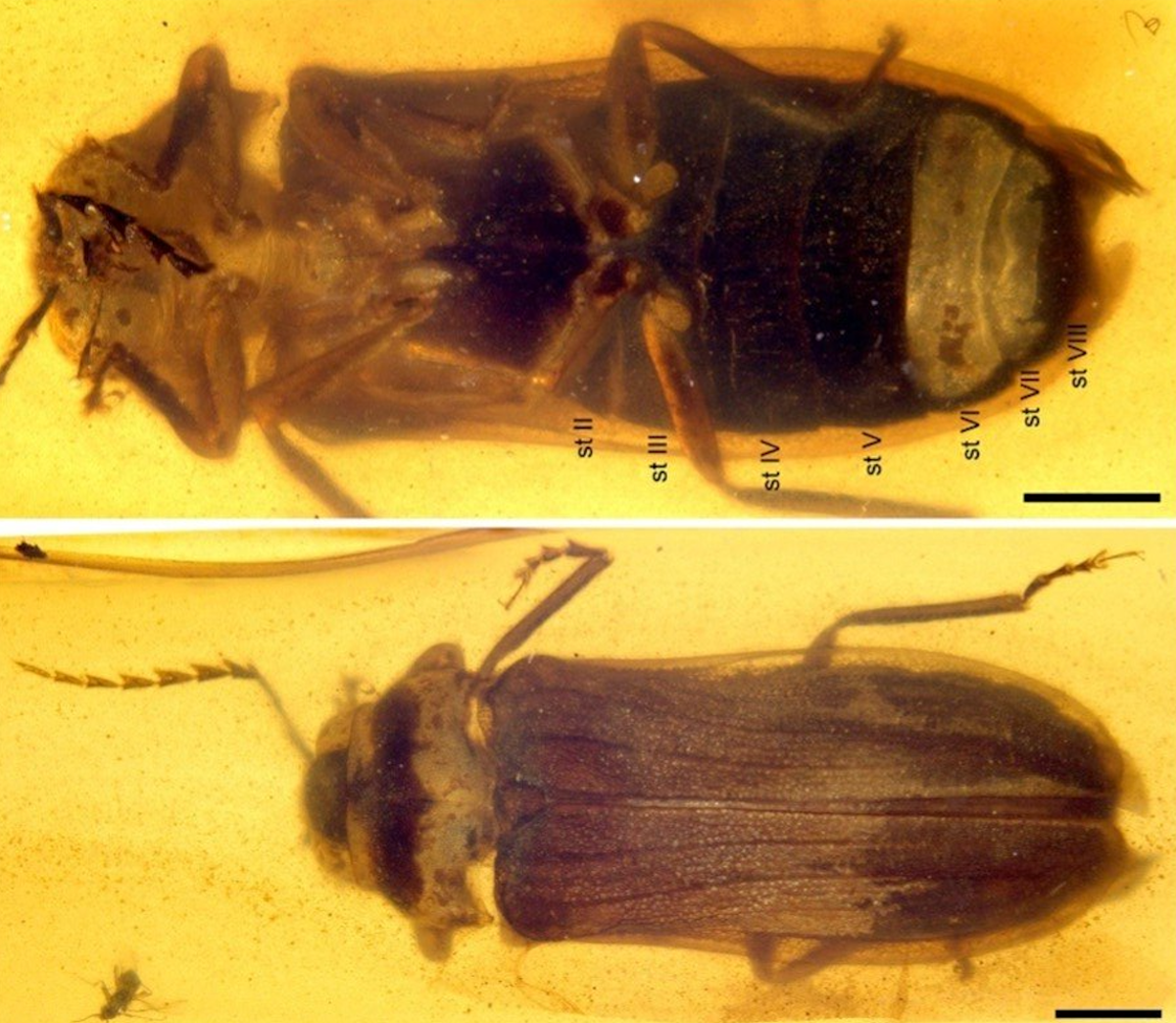 Fossil firefly trapped in Myanmar amber reveals mysterious origins of glowing insects