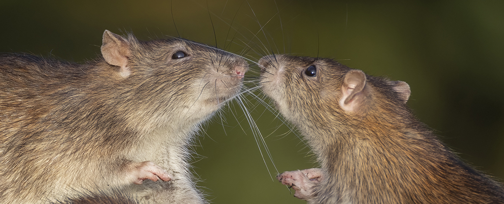 These ‘Jedi Rats’ Have an Invisible Trick That Can Move Matter Remotely : ScienceAlert