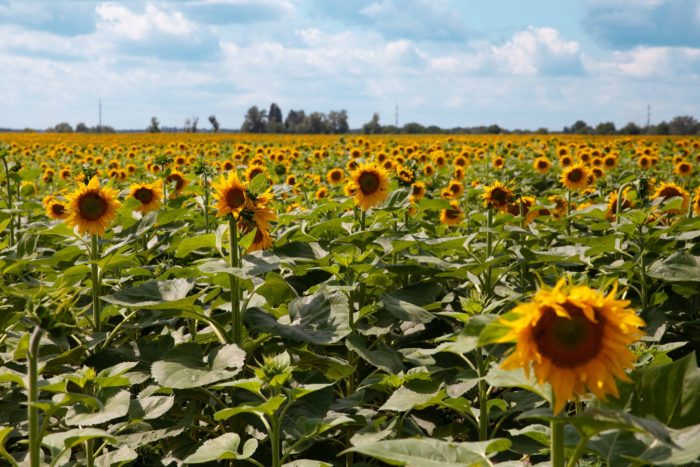 Russians export over 300 tons of Ukrainian sunflower to Russia for resale in Africa