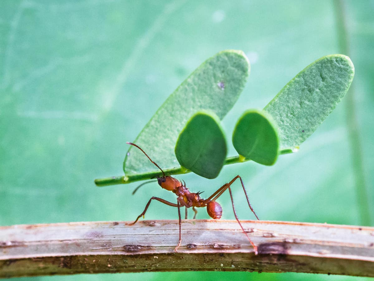 Scientists discover how ants took advantage of the asteroid that wiped out the dinosaurs