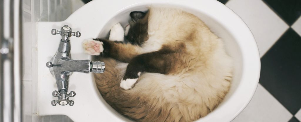 Cats Basically Are a Liquid After All, Study Confirms : ScienceAlert