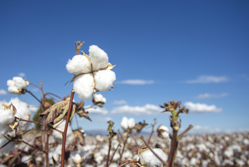 Cotton fields in Ukraine? Yes, to tackle global gunpowder shortage