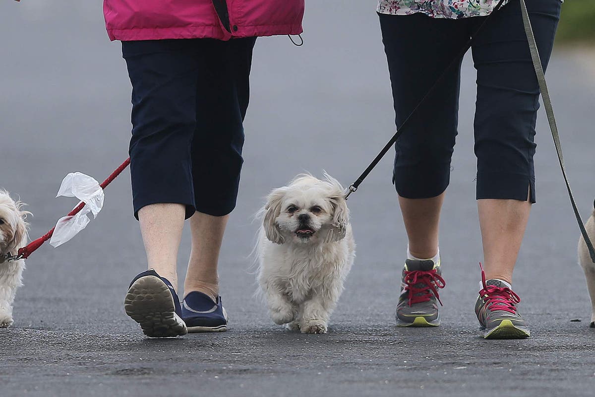 Clocks changing can trigger anxiety and upset stomach in pets, expert warns