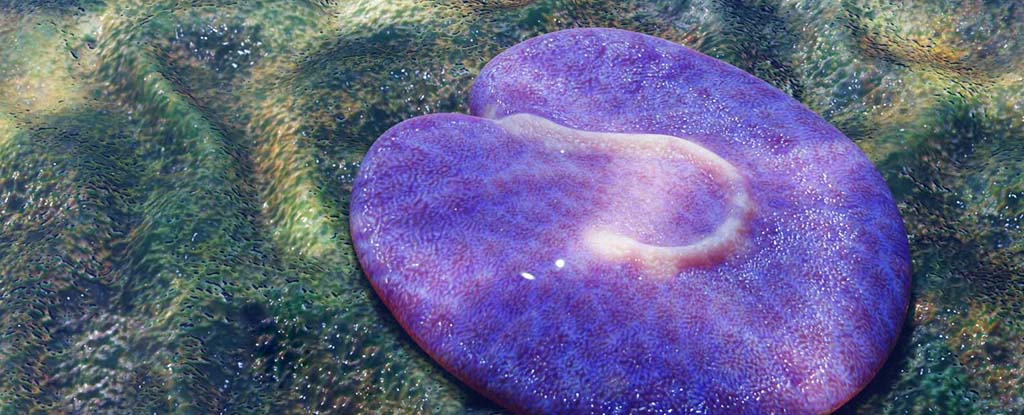 This Strange, Fleshy Blob Is One of Earth’s Earliest Animals : ScienceAlert