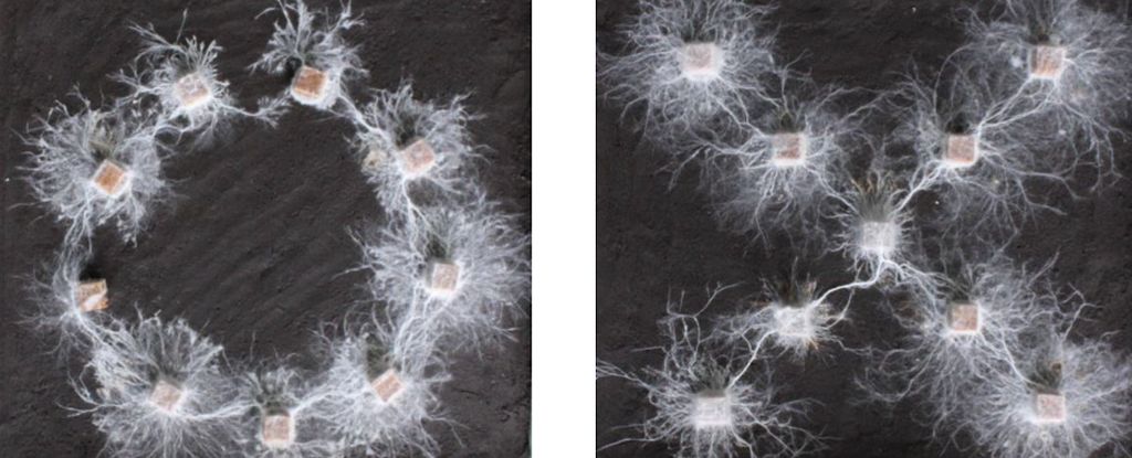 This Fungus Appears to Be Able to Recognize Shapes, Study Shows : ScienceAlert