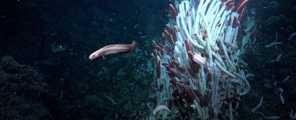 Surprise Discovery Reveals Animal Life Thriving Under The Seafloor : ScienceAlert