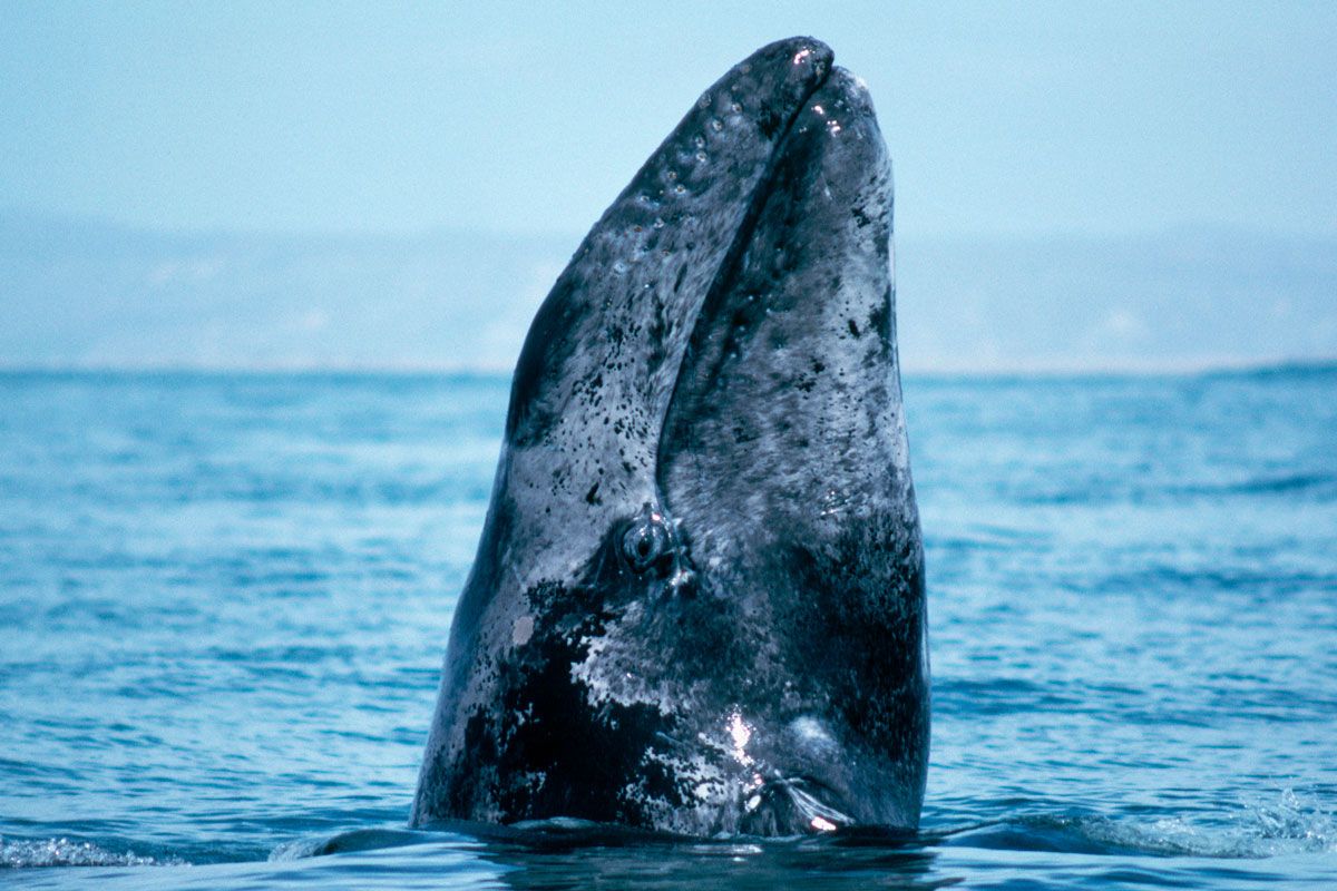 These adorable whales were caught doing underwater headstands