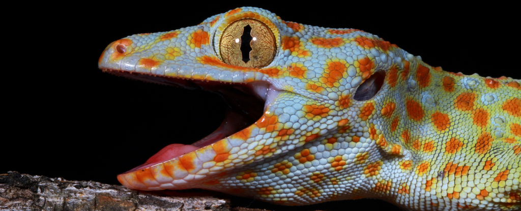 Scientists Discover a Mysterious ‘Sixth Sense’ Hidden in Geckos : ScienceAlert