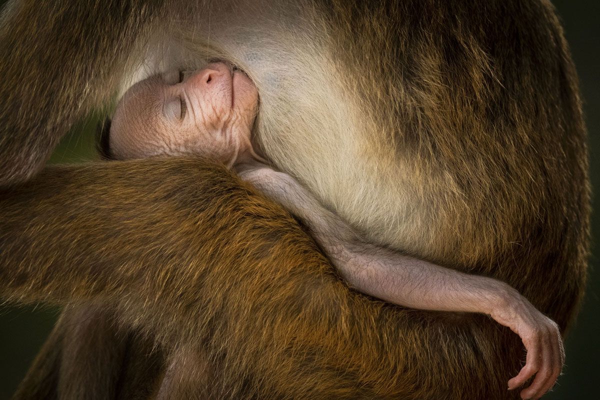 The 15 most mind-blowing wildlife pictures of 2024