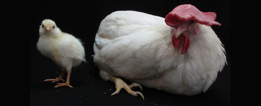 A Radical New System Shows a Way to Grow Chickens Without Eggshells : ScienceAlert