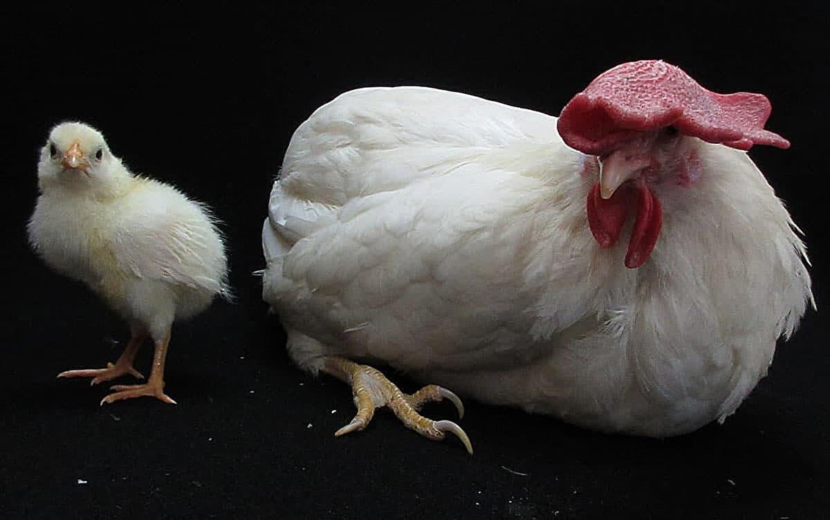 Scientists grow chicks without eggshells in major breakthrough for stem cell research