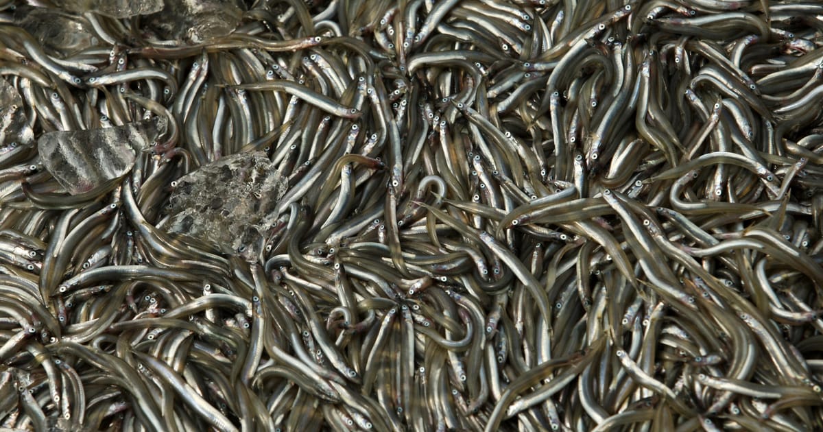 EU steps up fight with the UK over … sand-eels – POLITICO