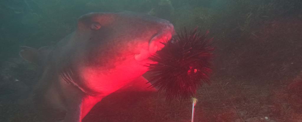 Sharks Go Absolutely Wild For Sea Urchins, New Footage Reveals : ScienceAlert