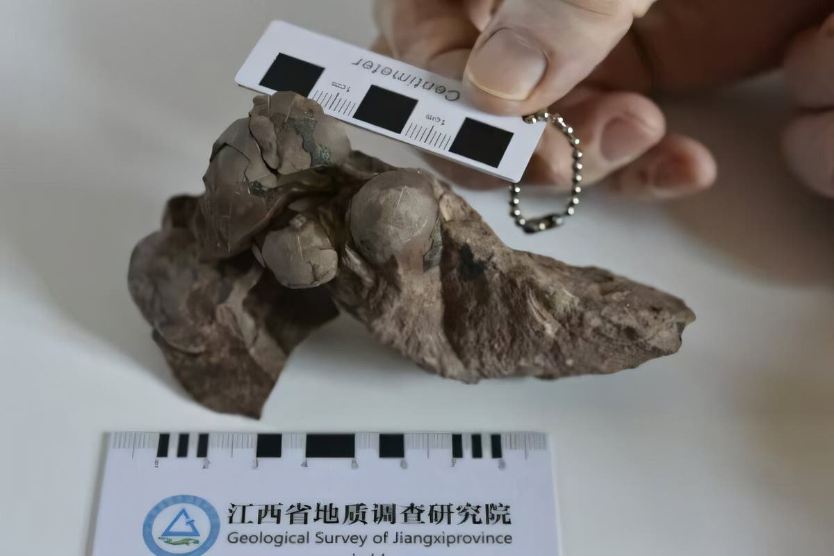 Smallest known dinosaur egg found in China sets new record