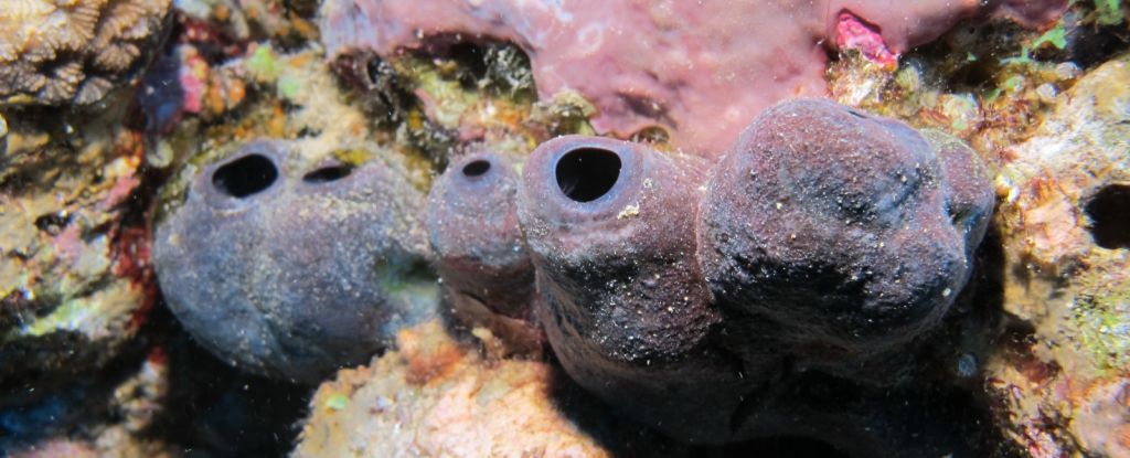 Rare Sea Creature Hoards Toxic Metals as a Fascinating Survival Strategy : ScienceAlert