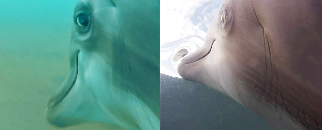 The US Navy Put Cameras on Dolphins And The Results Were Wild : ScienceAlert