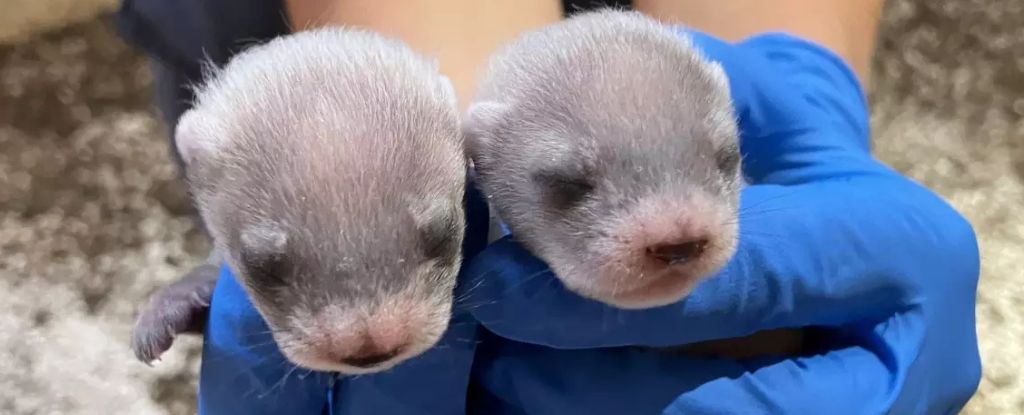 These Baby Ferrets Are The First to Be Born From a Clone : ScienceAlert