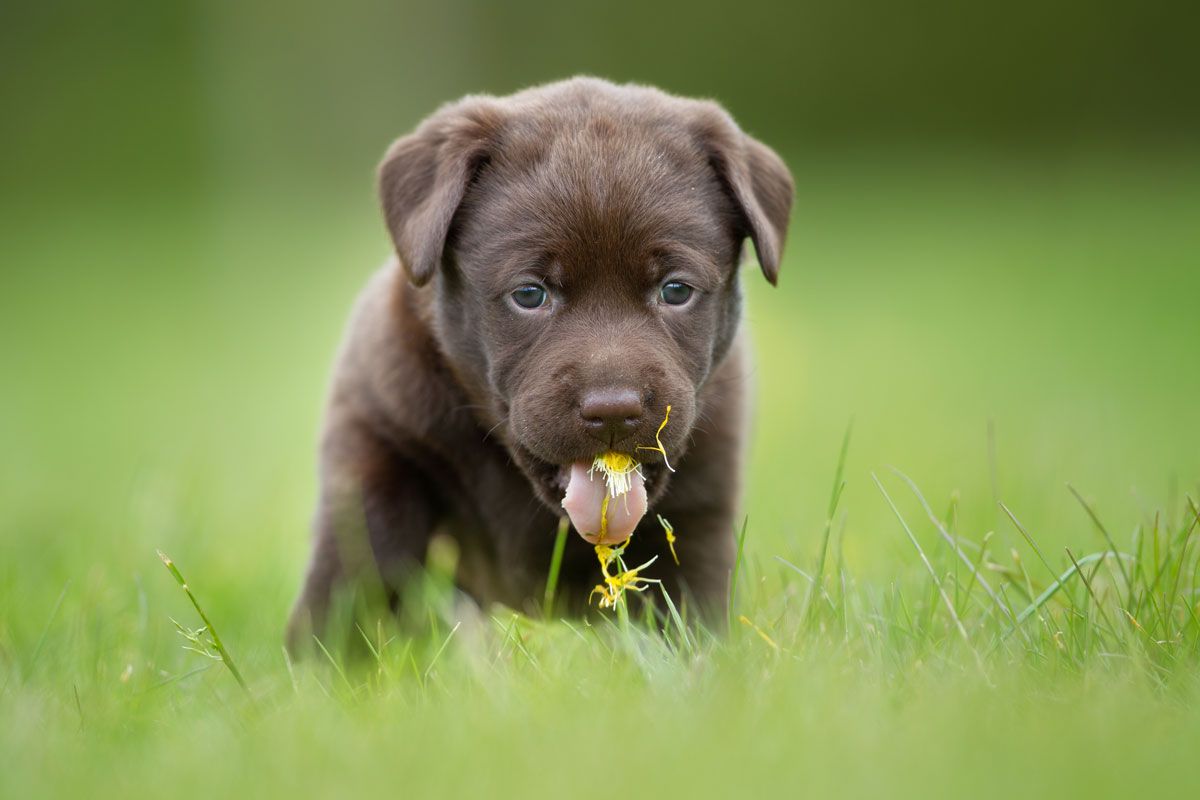 The strange reasons your dog eats grass (and poop)