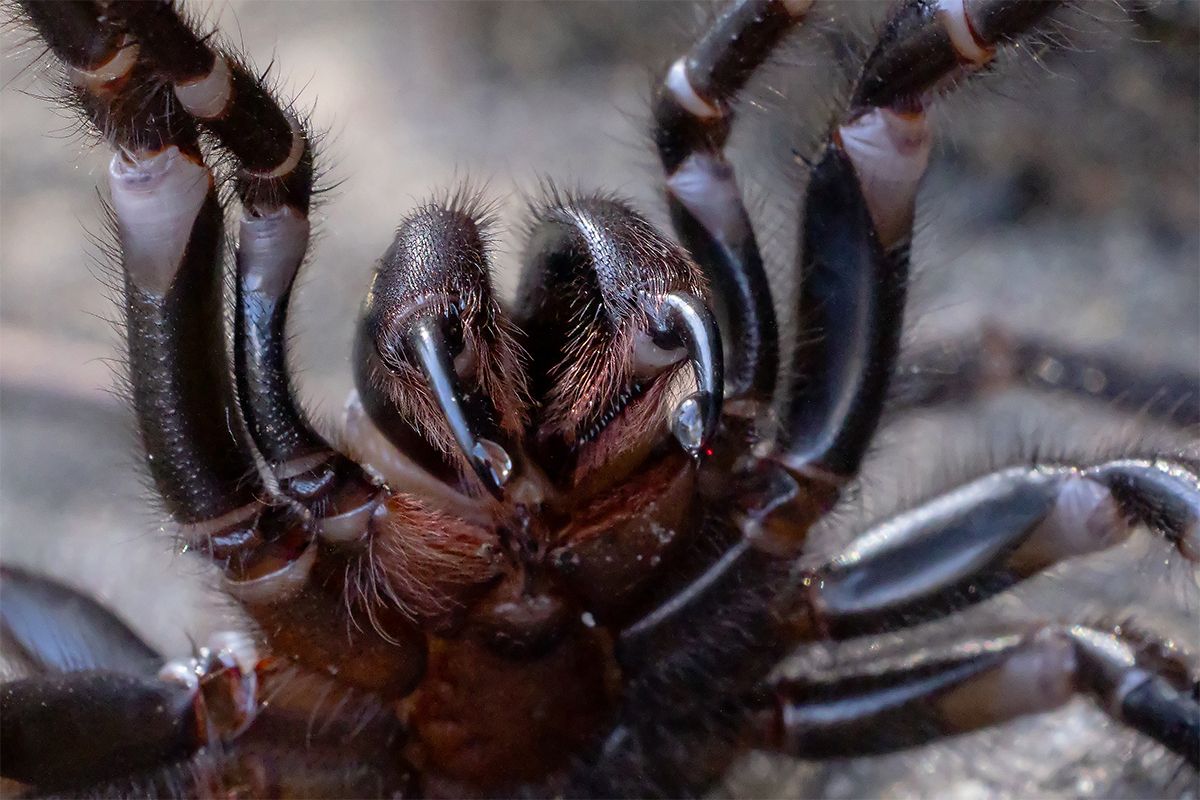 Top 10 most venomous spiders in the world