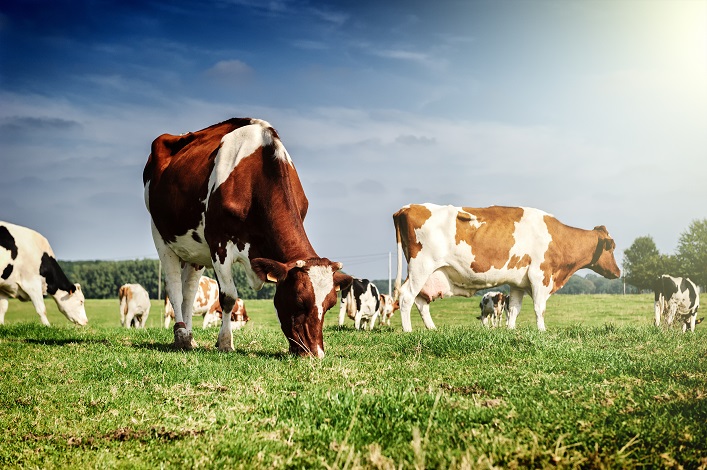 Ukraine is increasing its exports of dairy products and launching a modern dairy farm in the Rivne region.