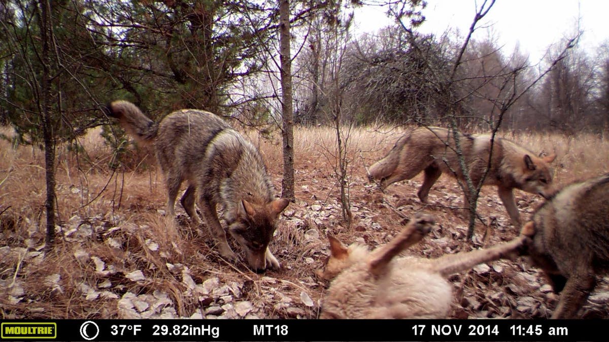 Chernobyl dogs show ‘dramatic’ genetic differences – but not because of radiation