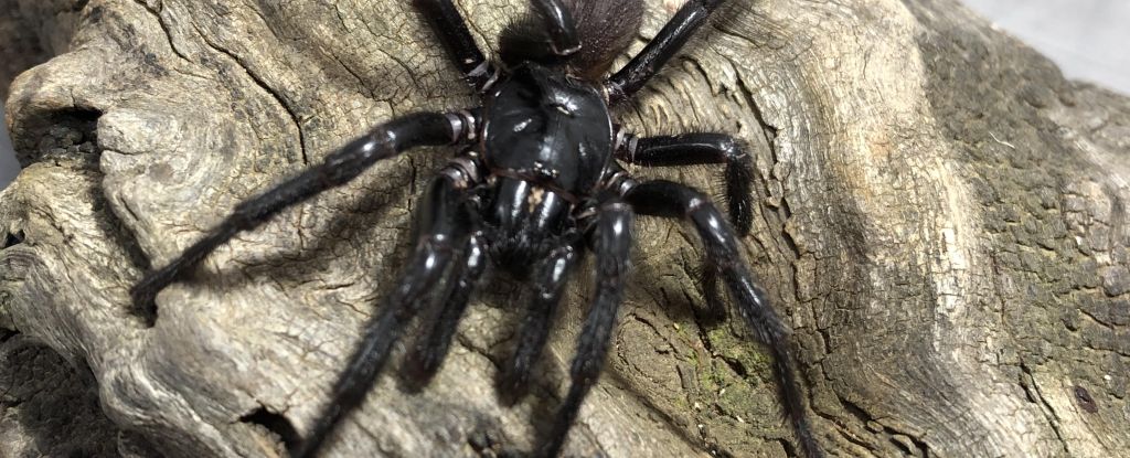 World’s Deadliest Spider Has Been Harboring a Killer Secret : ScienceAlert