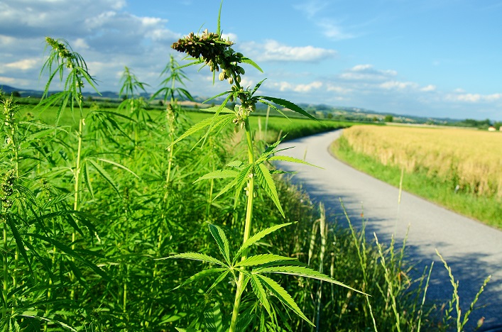 A new $25M industrial hemp processing plant with an initial capacity of 4,500 tons per year will be opened in the Zhytomyr region.