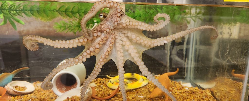 Octopus Arms Are Controlled by a Nervous System That’s Like No Other : ScienceAlert