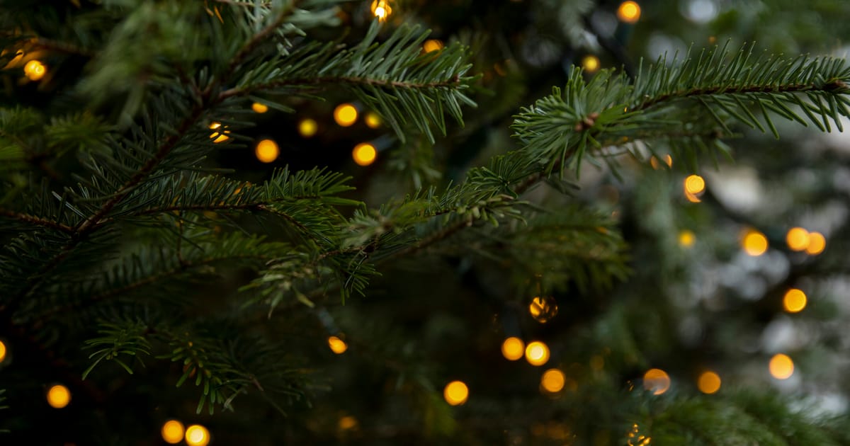 Don’t eat your Christmas trees, Belgium’s food agency warns – POLITICO