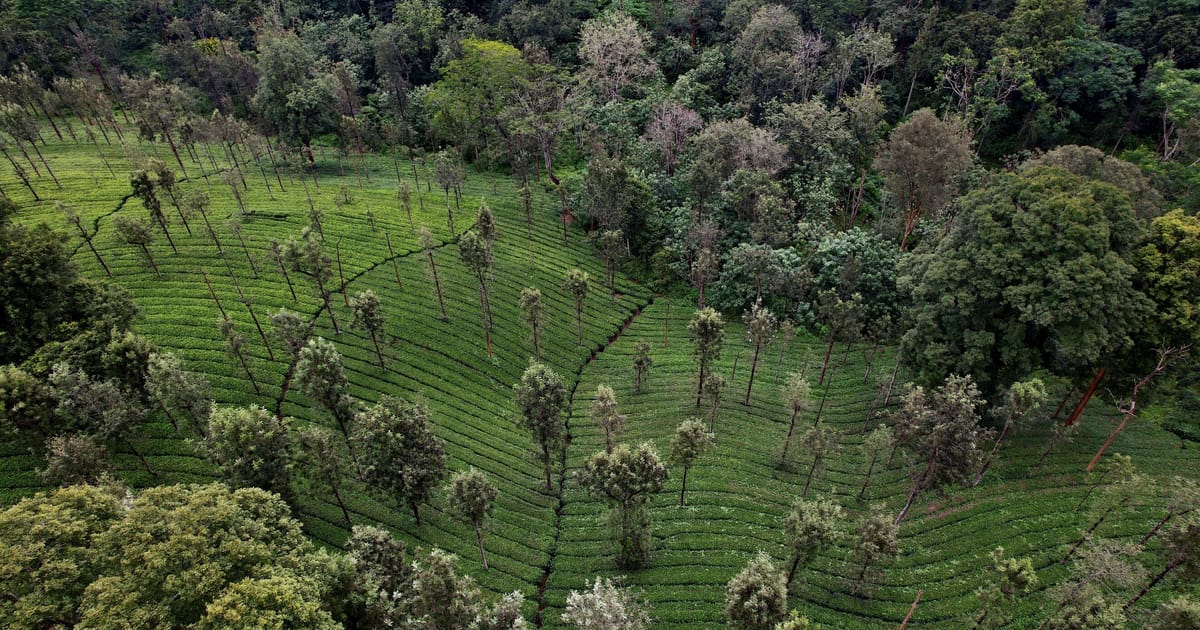 Green diplomacy survives as UN strikes deal on biodiversity finance – POLITICO