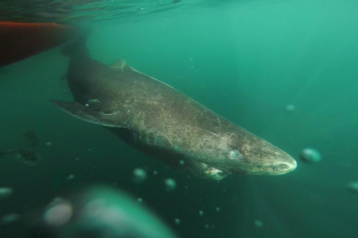 Scientists finally find Greenland sharks’ longevity secrets