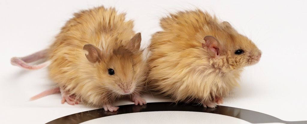 These Woolly Mice Bring The Mammoth’s De-Extinction a Step Closer : ScienceAlert