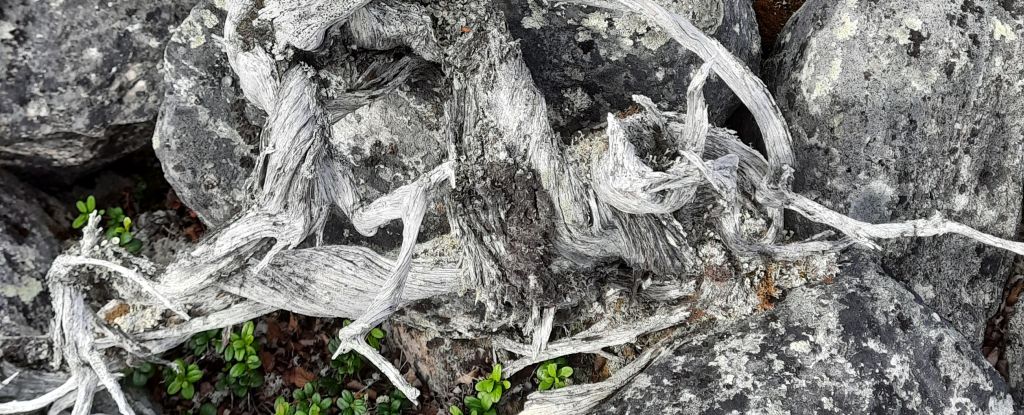 Stick From a Dead Shrub Reveals Surprising Truth About Its Record Lifespan : ScienceAlert