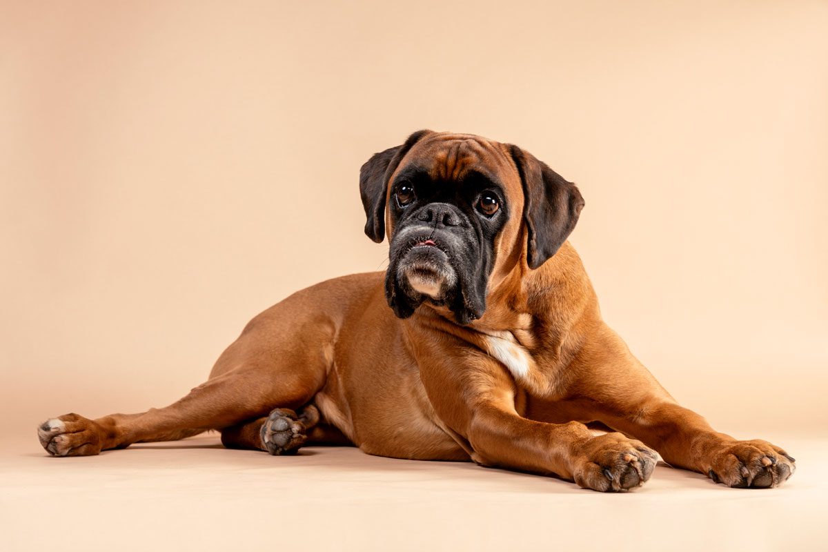 Your dog’s weight struggles might be genetic (just like in humans)