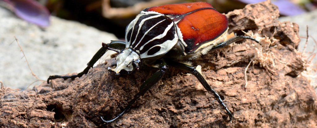 Largest Insect on Earth Headed For Extinction Thanks to Our Love of Chocolate : ScienceAlert