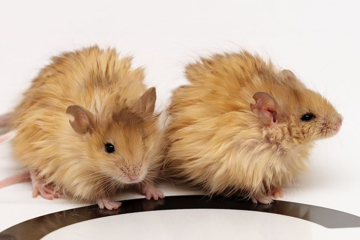 ‘Woolly mammoth mice’ are now real (and posing a major ethical dilemma)