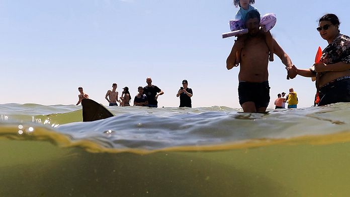 Search underway after suspected shark attack on Israeli coast