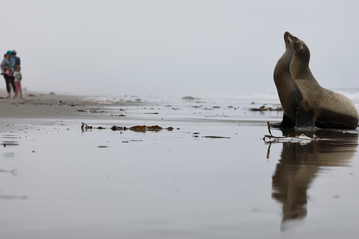 Whales and dolphins keep washing up dead in Southern California — scientists say this is responsible