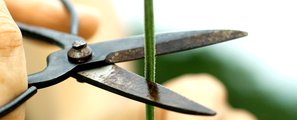Plants Really Do ‘Scream’. We Just Never Heard Them Until Now. : ScienceAlert