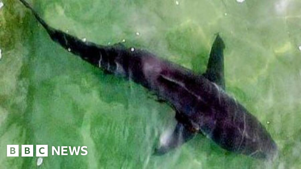 Man missing after rare shark attack in Israel