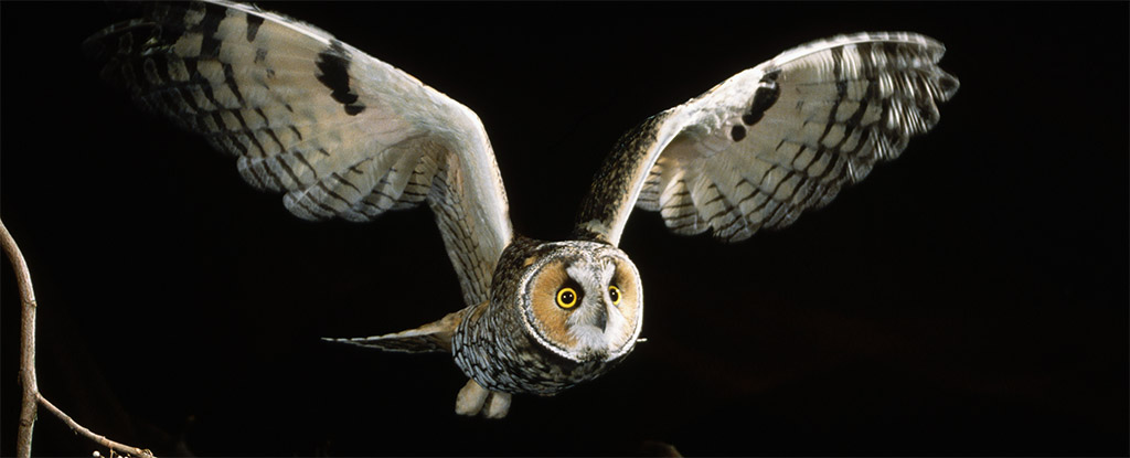 Owl Wings Glow Pink And It Could Be Sending a Secret Message : ScienceAlert