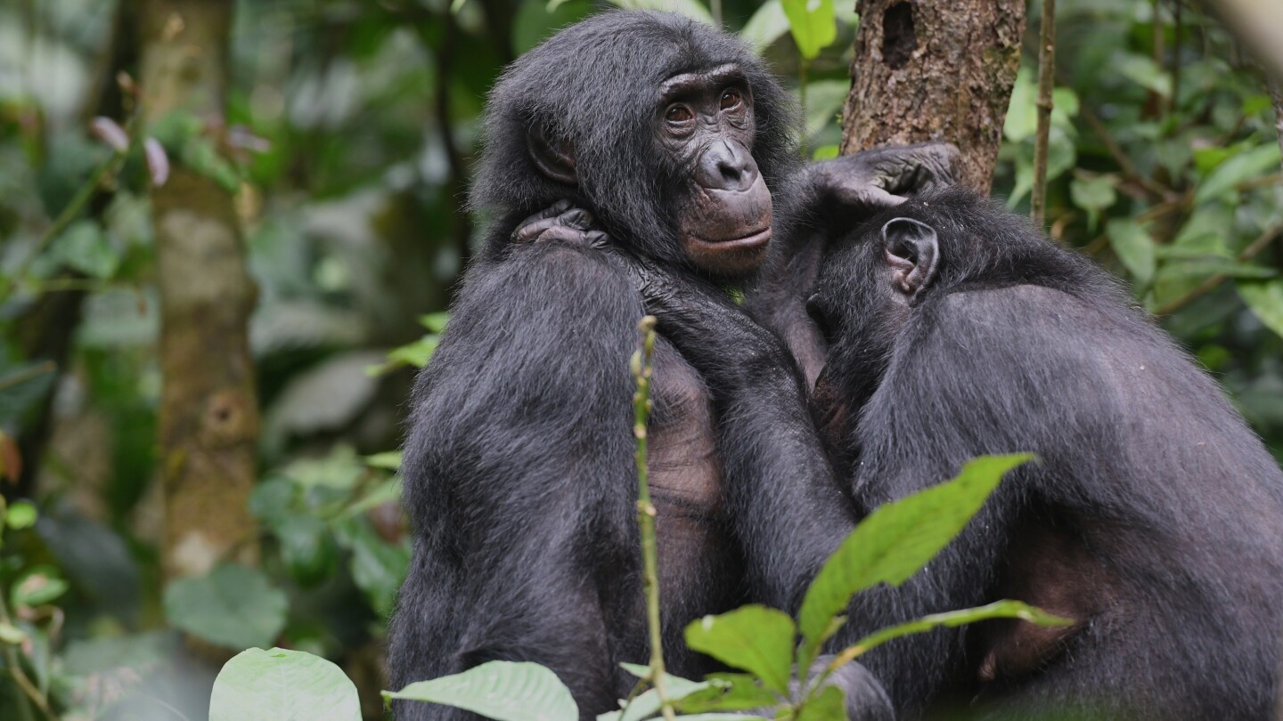 Bonobos in Congo form girl groups to fend off male aggression, study says