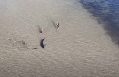 Aussies Rescue Stranded Great White Shark