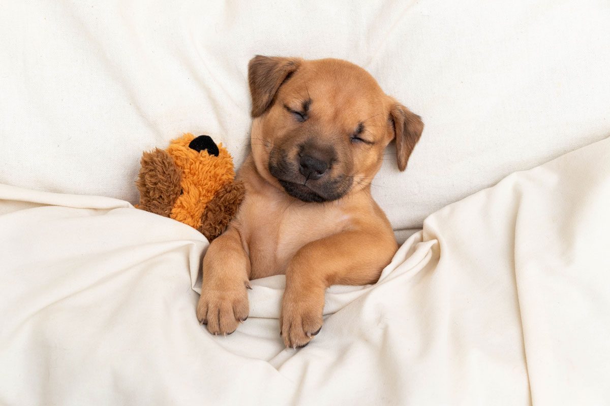 The (very cute) reason dogs dig before sleeping