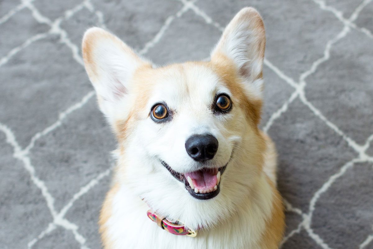 What a scooting dog is actually trying to tell you