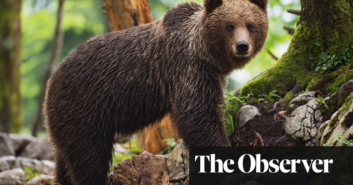 Europe’s big carnivores are on the rise – but can we live with bears next door? | Wildlife