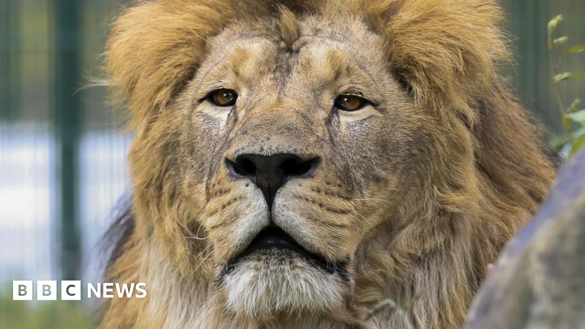 Ukrainian lions to start journey to The Big Cat Sanctuary in Kent